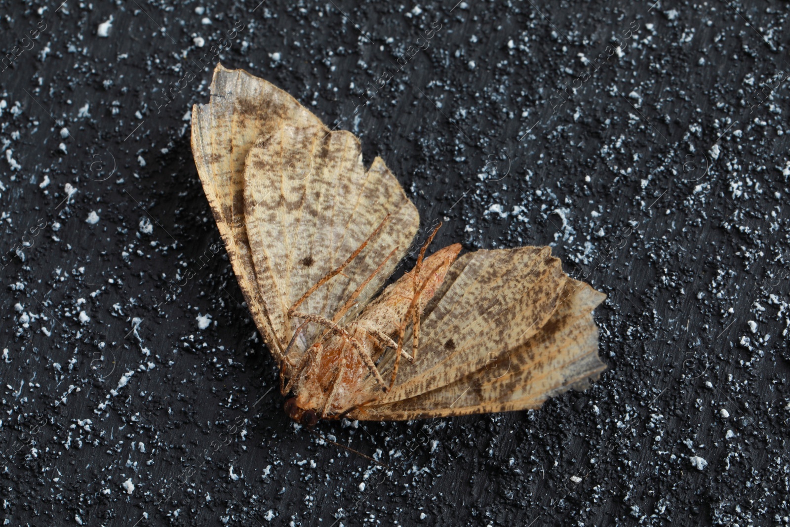 Photo of Dying alcis repandata moth on black textured background, closeup