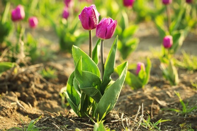 Beautiful fresh tulips with water drops on field, space for text. Blooming spring flowers