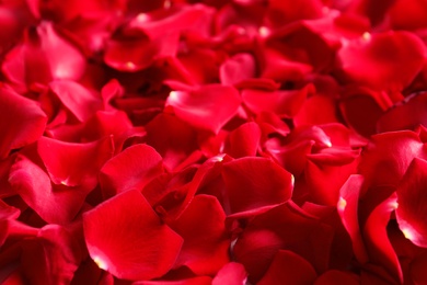 Beautiful rose petals as background