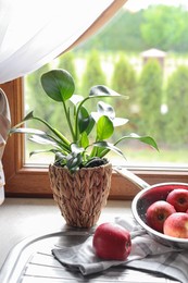 Photo of Beautiful green houseplant and apples near sink in kitchen