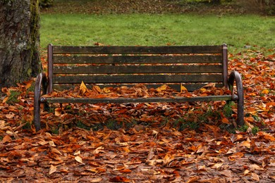 Wooden bench and fallen yellowed leaves in park