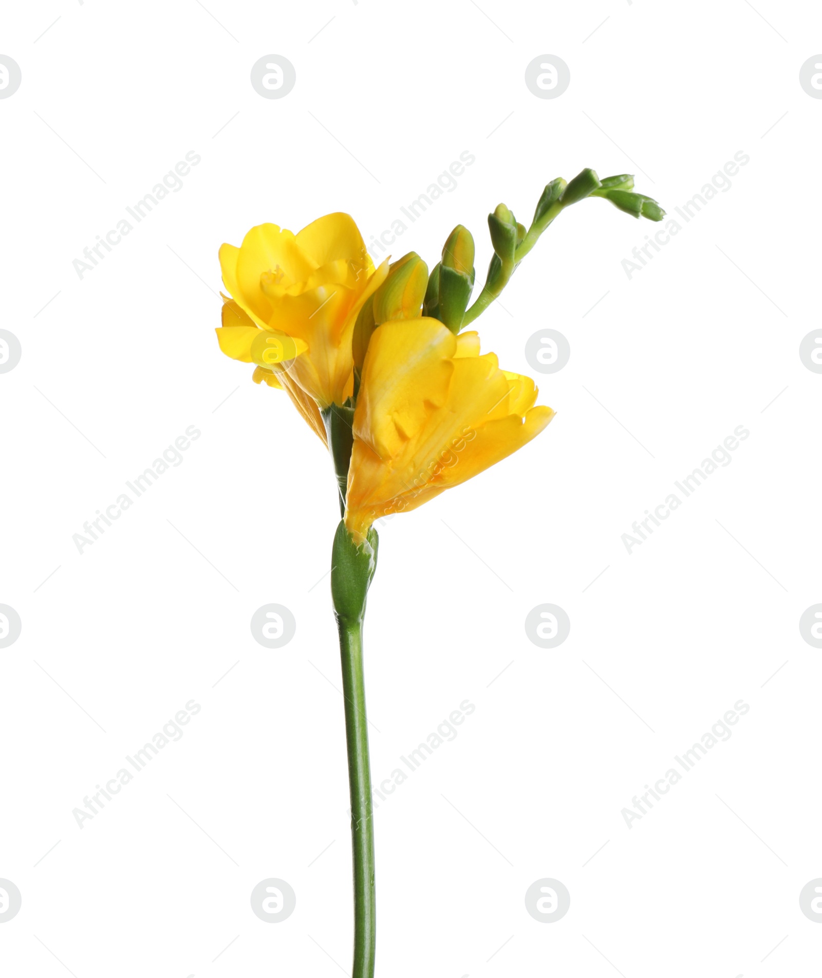 Photo of Beautiful yellow freesia flower isolated on white