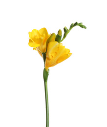 Beautiful yellow freesia flower isolated on white