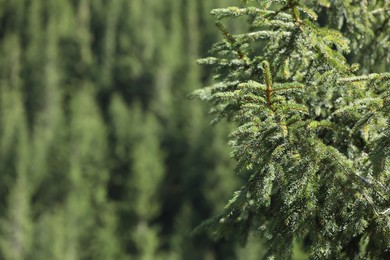 Photo of Beautiful view of conifer tree on blurred background, closeup