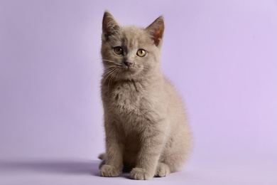 Photo of Scottish straight baby cat on pale violet background