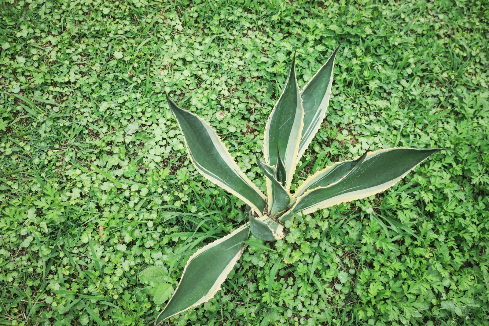 Photo of American aloe with beautiful leaves growing outdoors. Tropical plant