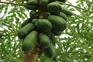 Photo of Unripe papaya fruits growing on tree outdoors, closeup