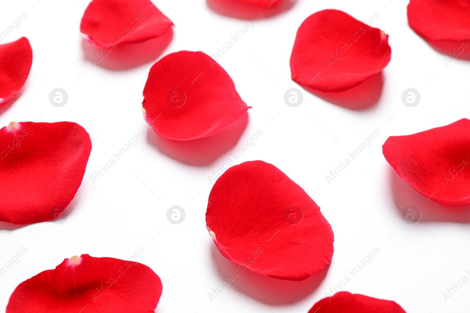 Photo of Fresh red rose petals on white background