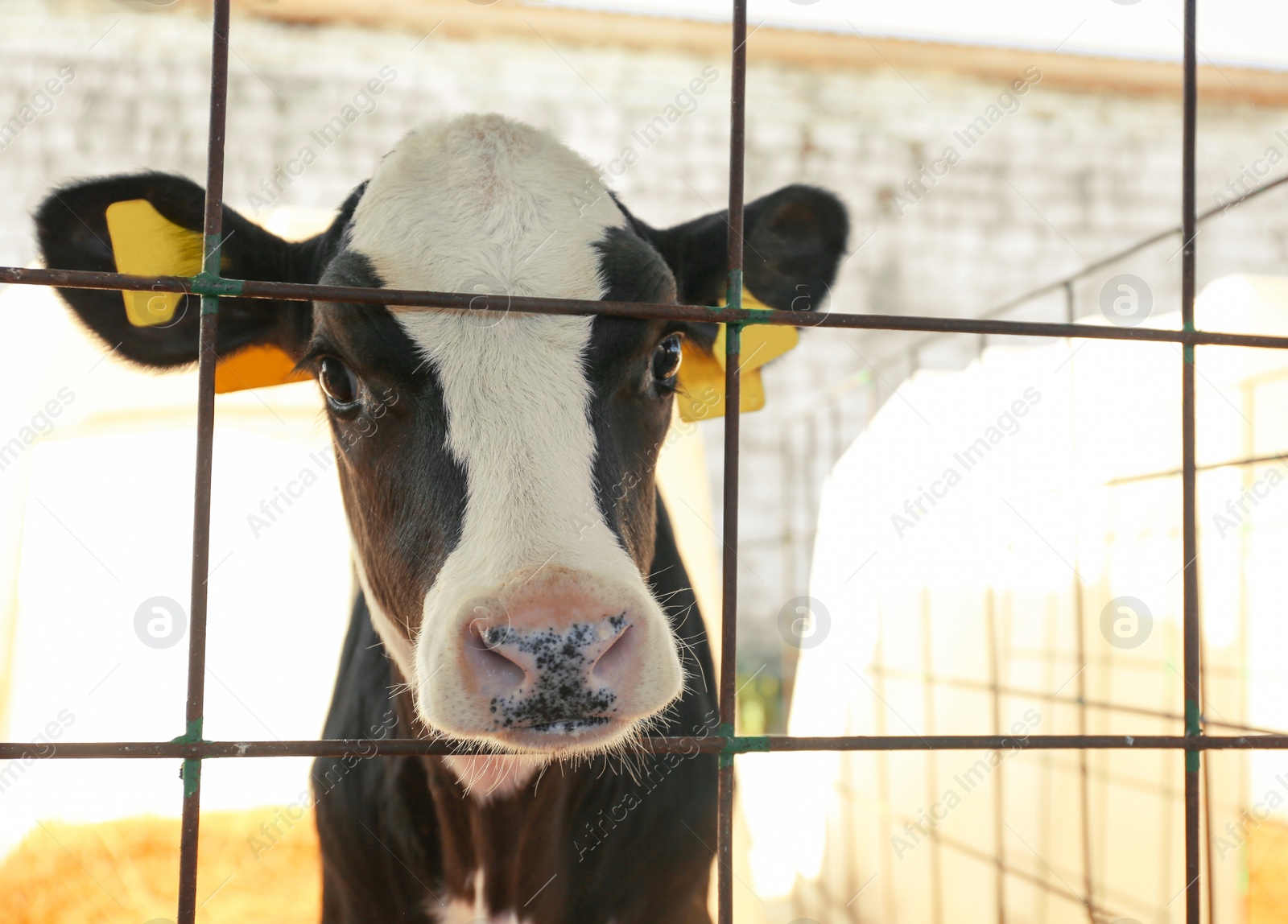 Photo of Pretty little calf near fence on farm, closeup. Animal husbandry
