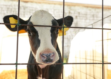 Pretty little calf near fence on farm, closeup. Animal husbandry