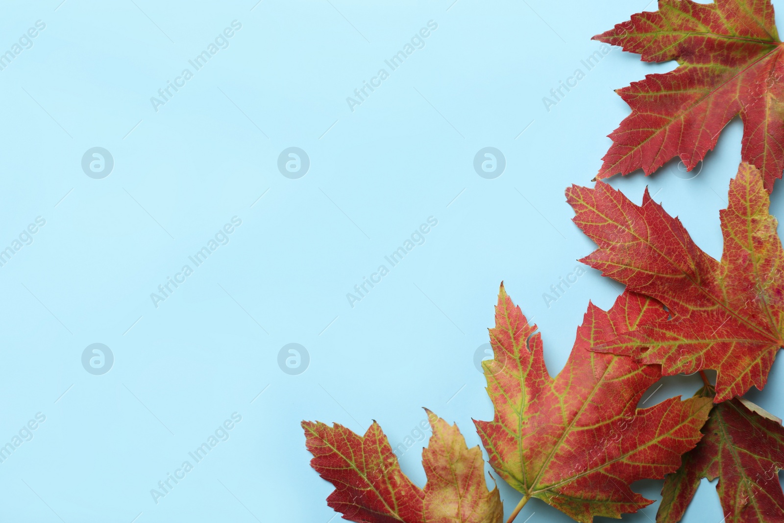 Photo of Colorful autumn leaves on light blue background, flat lay. Space for text