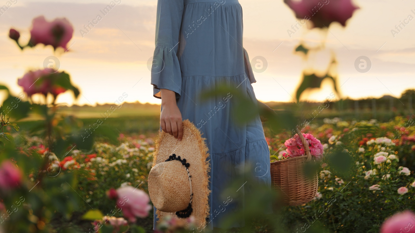 Photo of Woman with basket of roses in beautiful blooming field, closeup