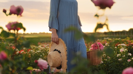 Woman with basket of roses in beautiful blooming field, closeup
