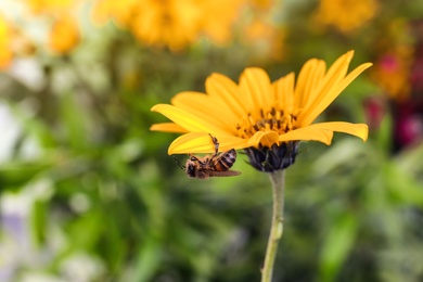 Photo of Beautiful flower with honeybee on blurred background. Space for text