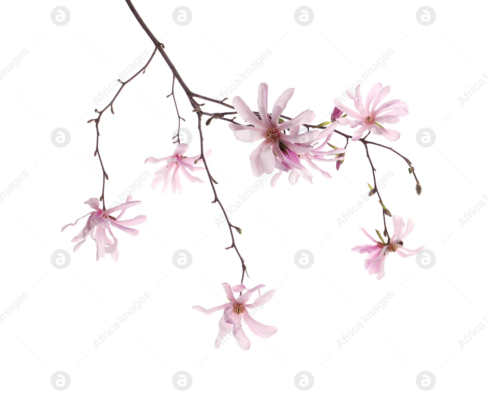 Photo of Magnolia tree branch with beautiful flowers isolated on white