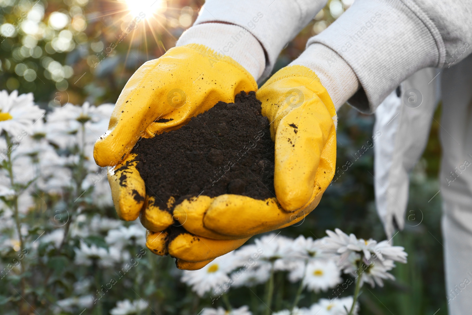 Photo of Woman in gardening gloves holding pile of soil outdoors, closeup