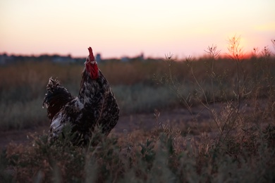 Big domestic rooster in field at sunrise. Morning time