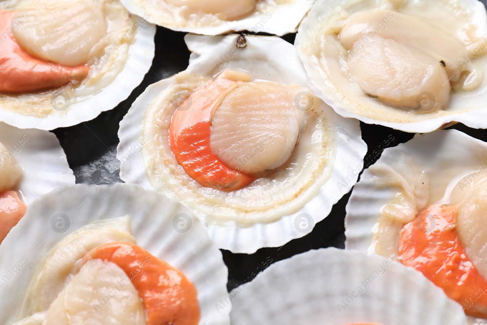 Photo of Fresh raw scallops with shells on black textured table, closeup