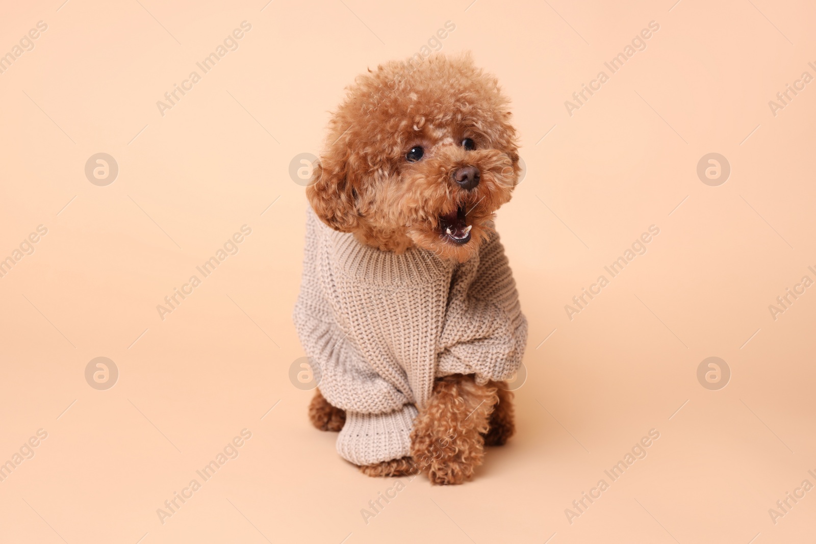 Photo of Cute Maltipoo dog in knitted warm sweater on beige background