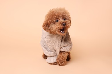 Cute Maltipoo dog in knitted warm sweater on beige background