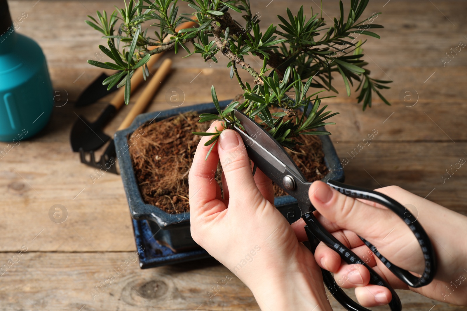 Photo of Woman trimming Japanese bonsai plant, closeup. Creating zen atmosphere at home