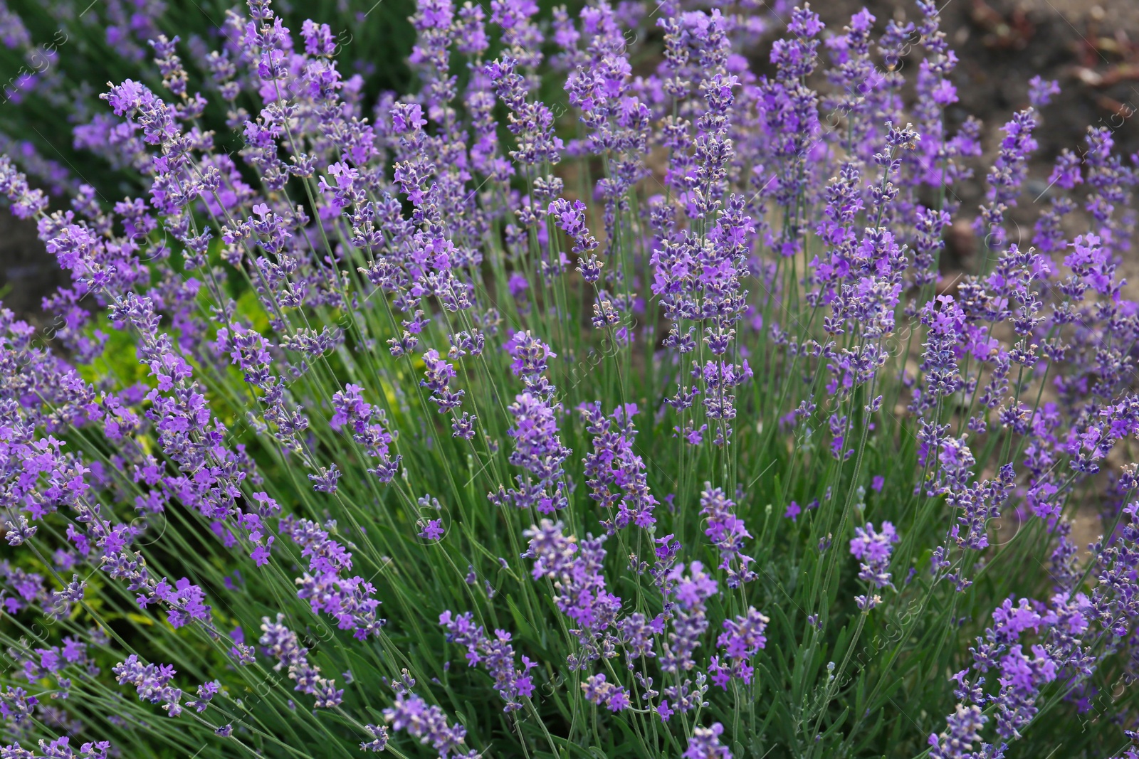 Photo of Beautiful blooming lavender plants growing in field, closeup