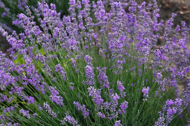 Beautiful blooming lavender plants growing in field, closeup