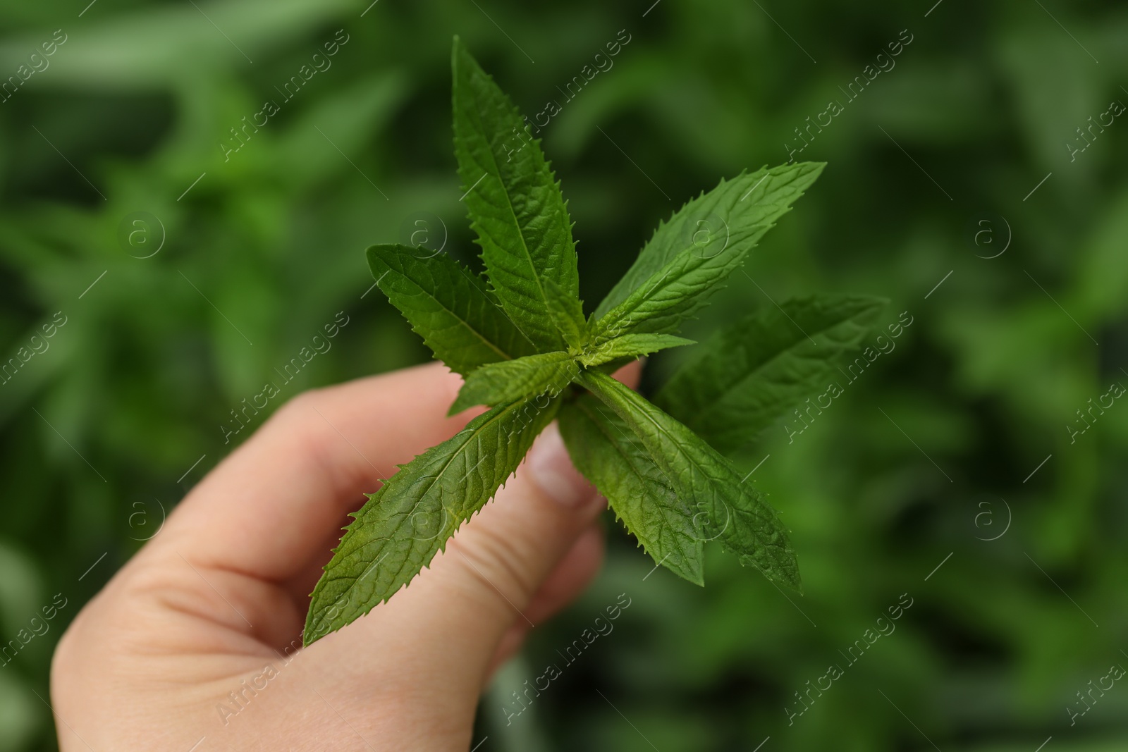 Photo of Woman holding fresh green mint outdoors, closeup