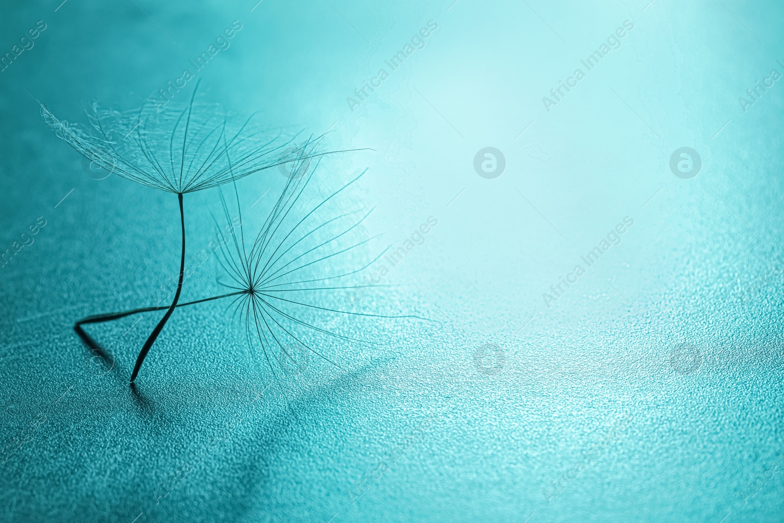 Photo of Seeds of dandelion flower on turquoise background. Space for text