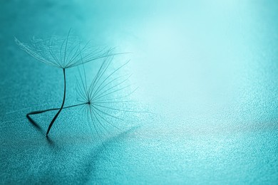 Photo of Seeds of dandelion flower on turquoise background. Space for text