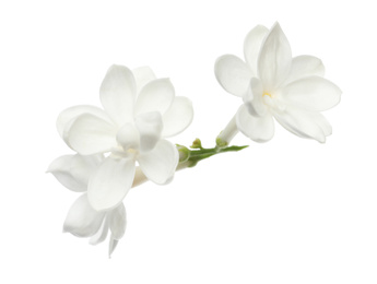 Photo of Beautiful fresh lilac blossom isolated on white