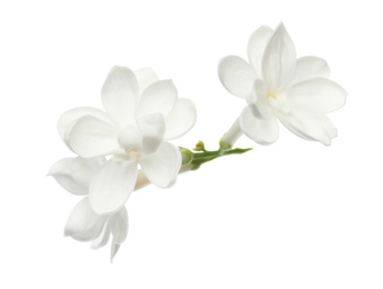 Beautiful fresh lilac blossom isolated on white