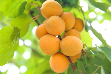 Photo of Delicious ripe apricots on tree outdoors, closeup