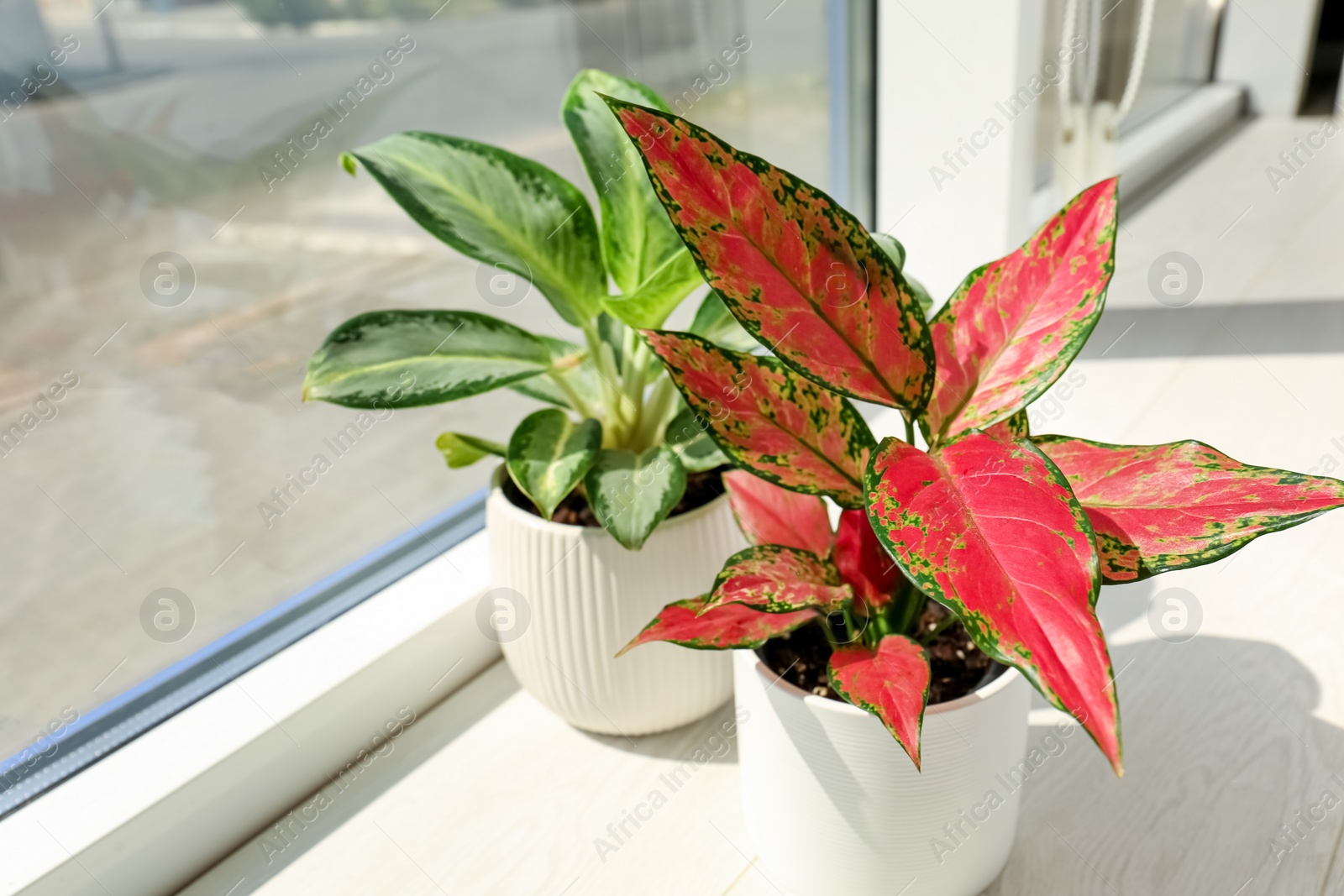 Photo of Different houseplants on white window sill in room