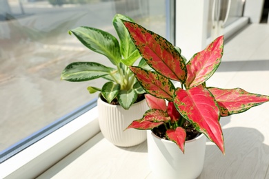 Photo of Different houseplants on white window sill in room