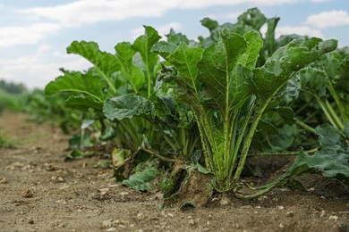 White beet plants with green leaves growing in field