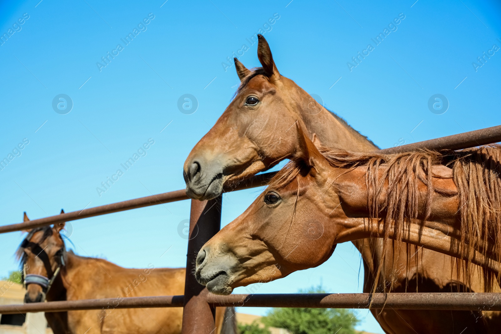 Photo of Chestnut horses at fence outdoors on sunny day. Beautiful pet
