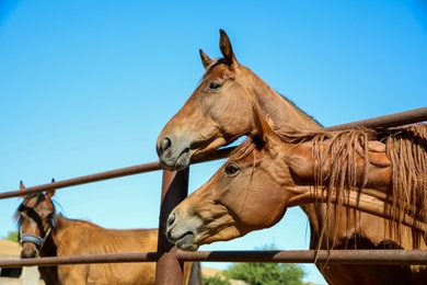 Photo of Chestnut horses at fence outdoors on sunny day. Beautiful pet