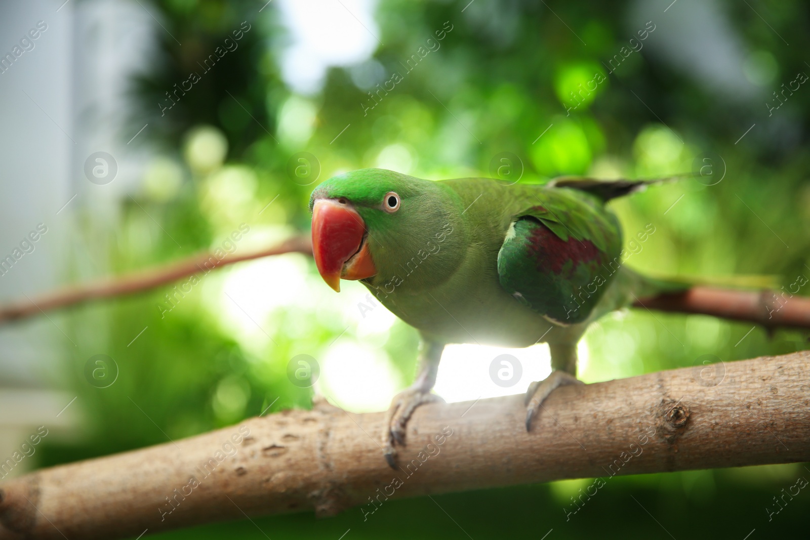 Photo of Beautiful Alexandrine Parakeet on tree branch outdoors