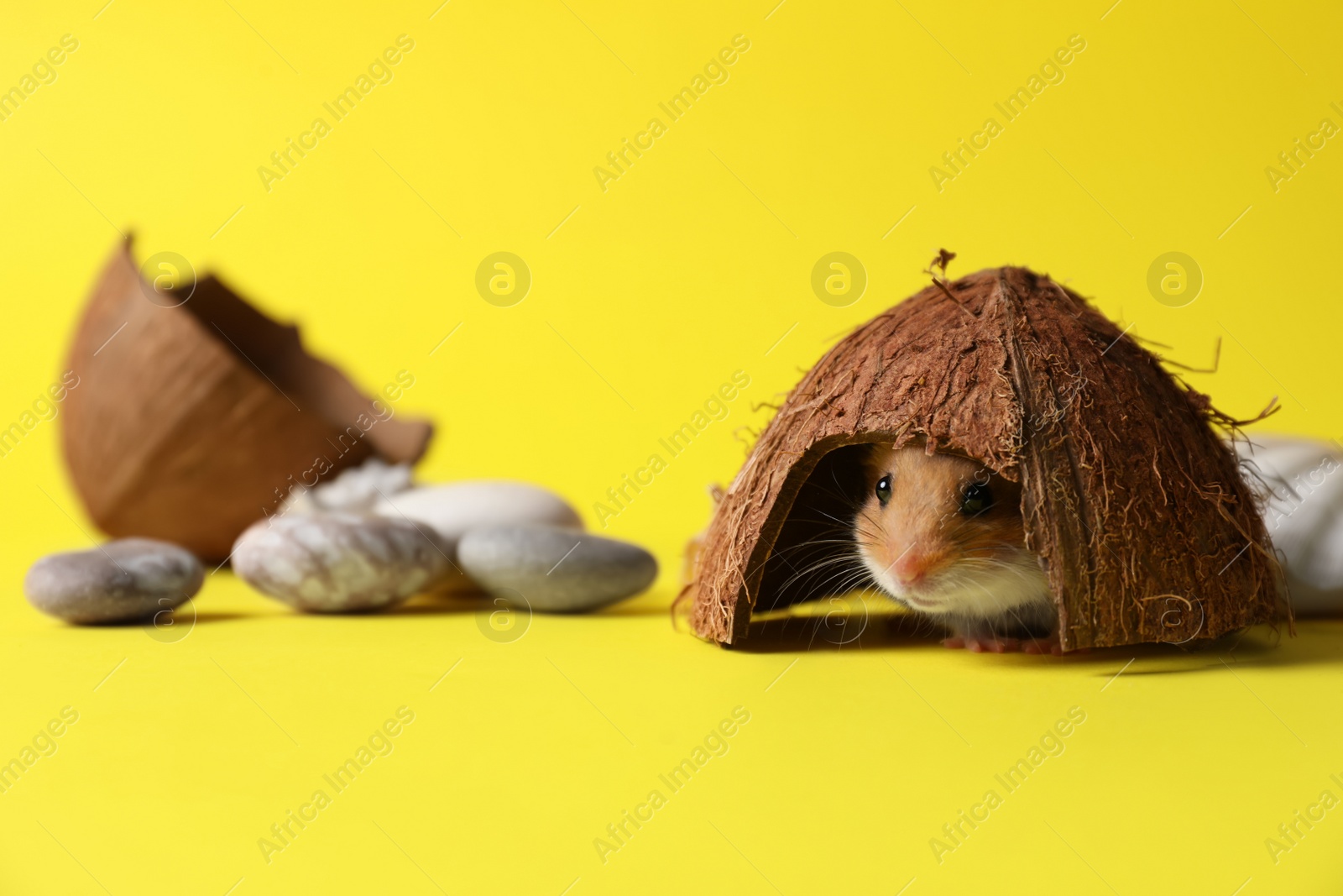 Photo of Adorable hamster in house made of coconut shell on yellow background. Space for text