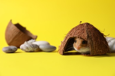 Adorable hamster in house made of coconut shell on yellow background. Space for text