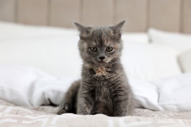 Cute fluffy kitten sitting on soft bed
