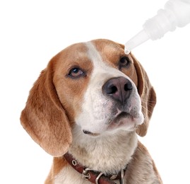 Image of Giving medical drops to cute dog on white background