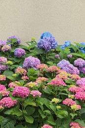 Blooming hydrangea plant with beautiful colorful flowers in garden