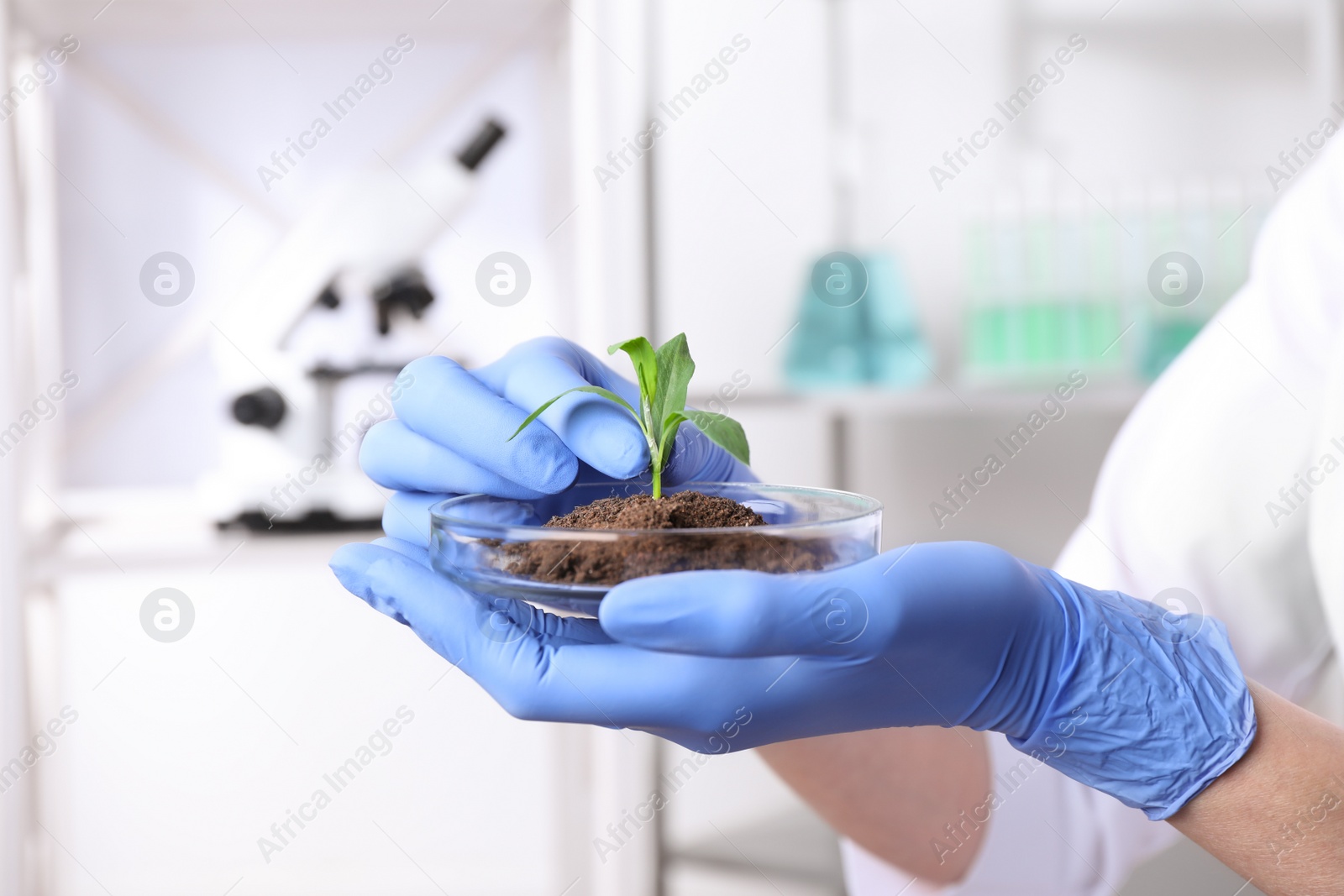 Photo of Scientist holding Petri dish with green plant in laboratory, closeup