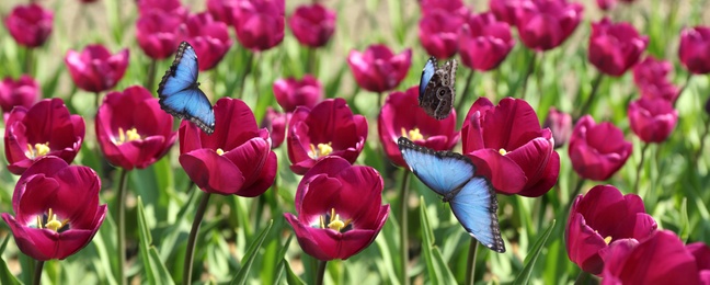 Beautiful butterflies and blossoming tulips outdoors on sunny spring day. Banner design