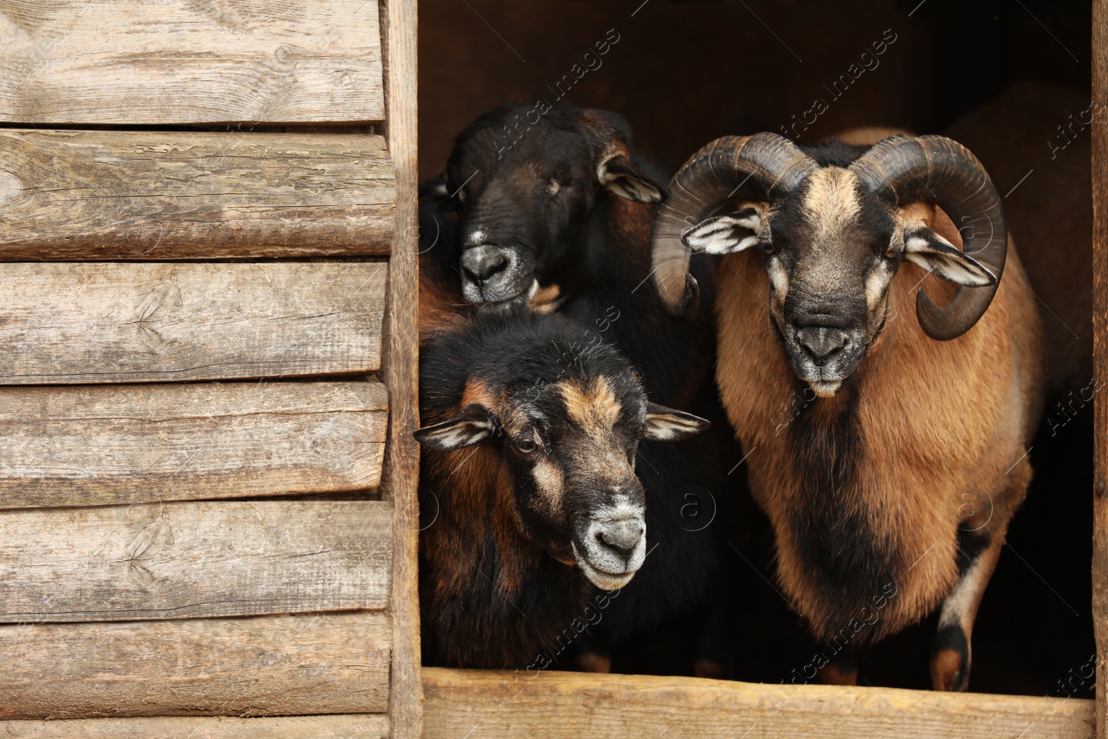 Photo of Beautiful ram and sheep in zoo enclosure