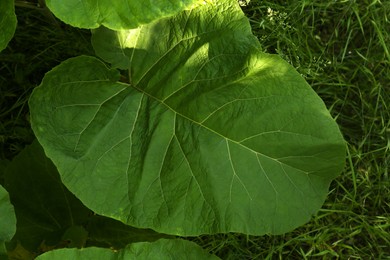 Burdock plant with big green leaves outdoors, top view