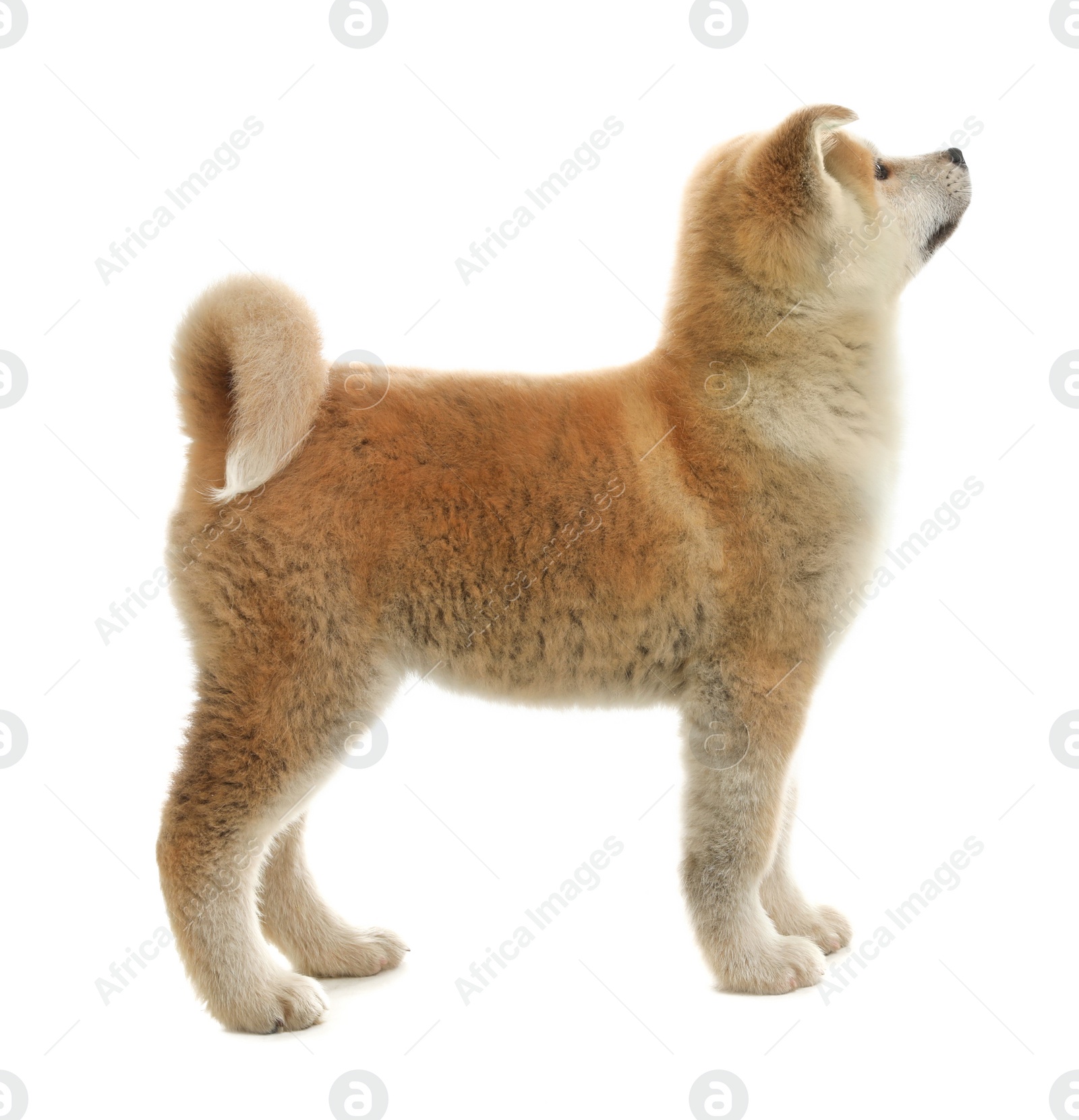 Photo of Cute akita inu puppy isolated on white