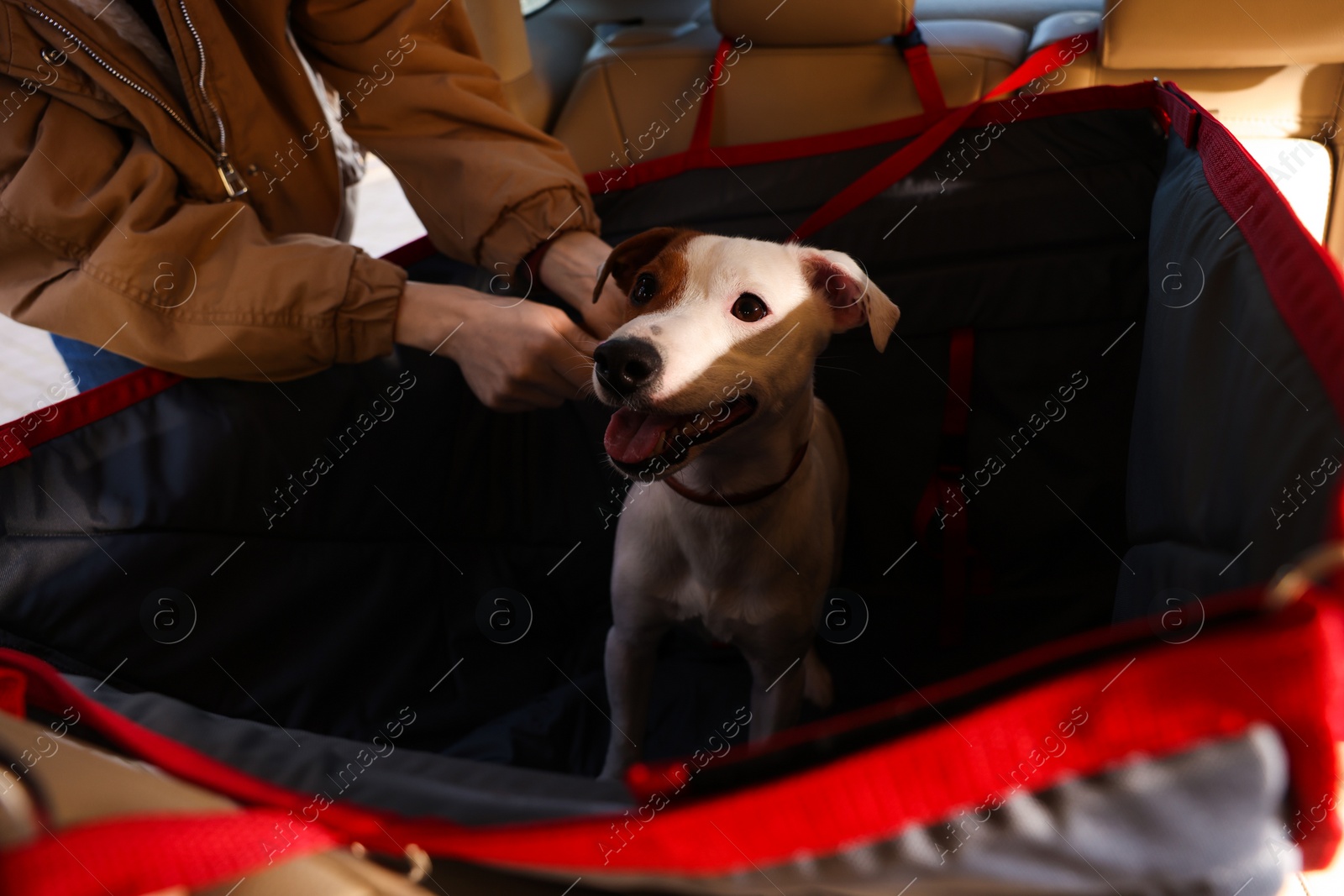 Photo of Woman fastening her cute Jack Russel Terrier dog with safety belt in bag carrier inside car. Pet accessory